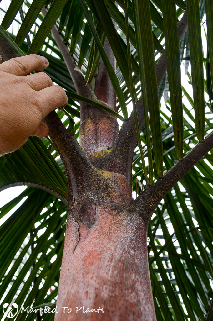 Unknown Clumping Dypsis Crownshaft at Antoetra