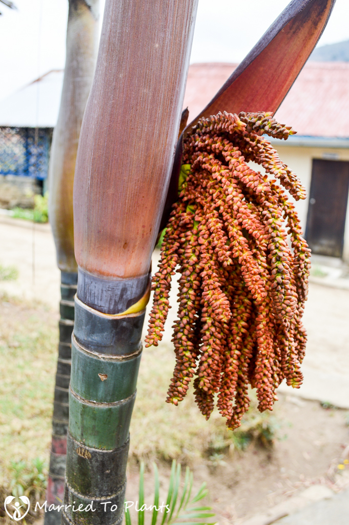 Unknown Clumping Dypsis Flower at Antoetra