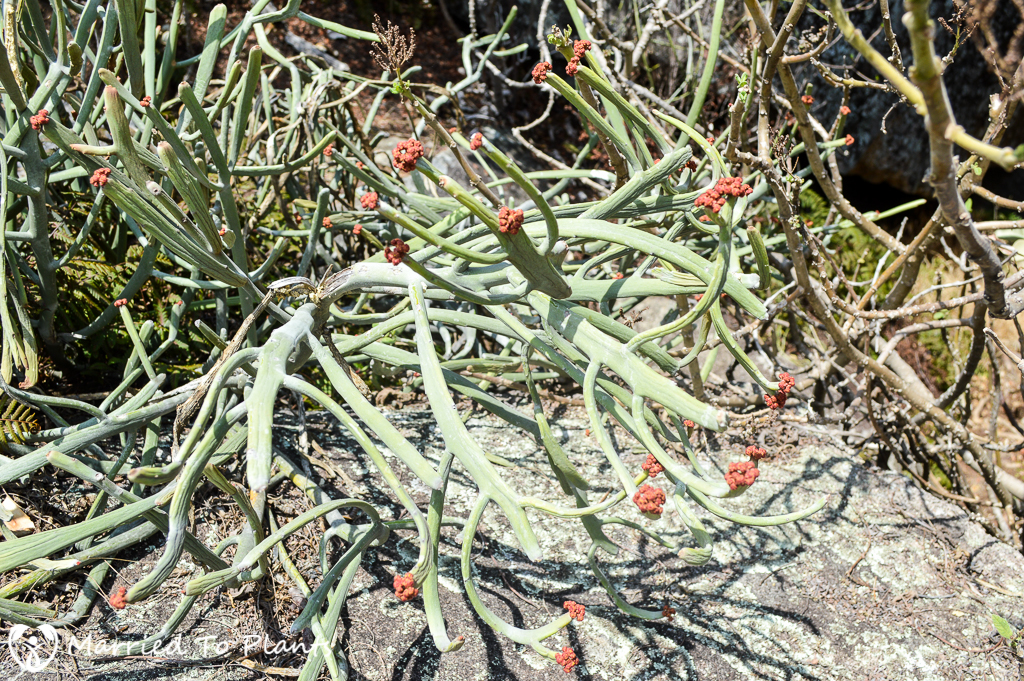 Unknown Euphorbia at Anja Reserve