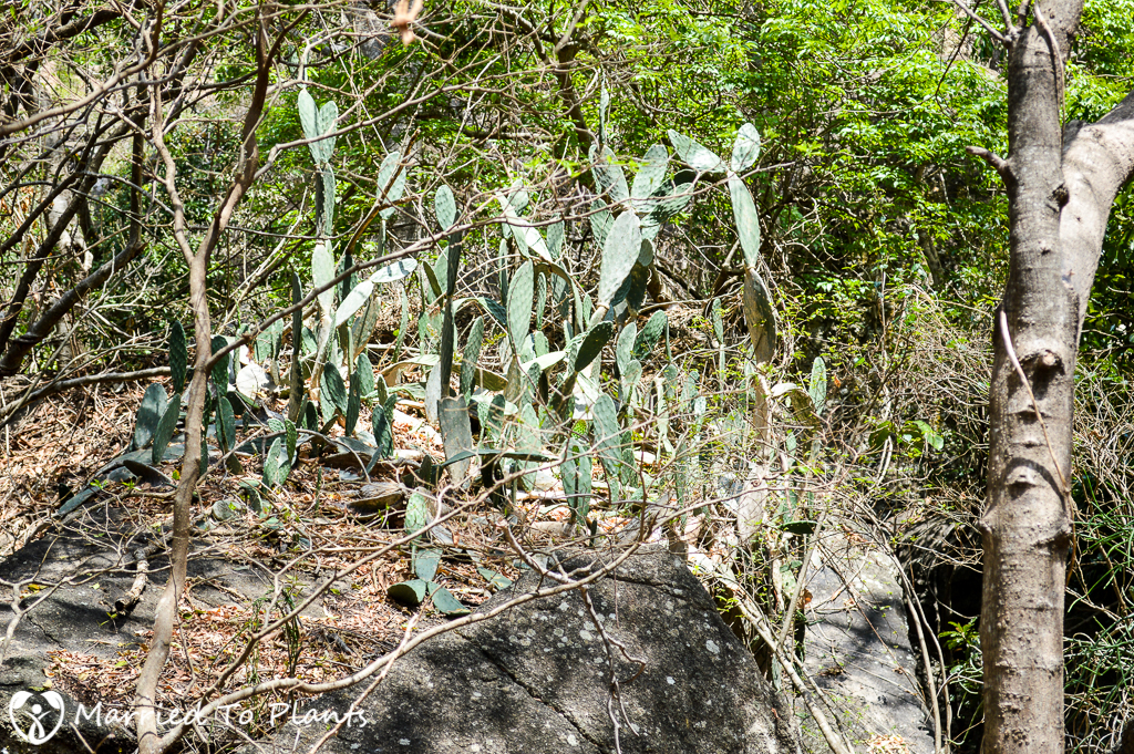Unknown Opuntia at Anja Reserve