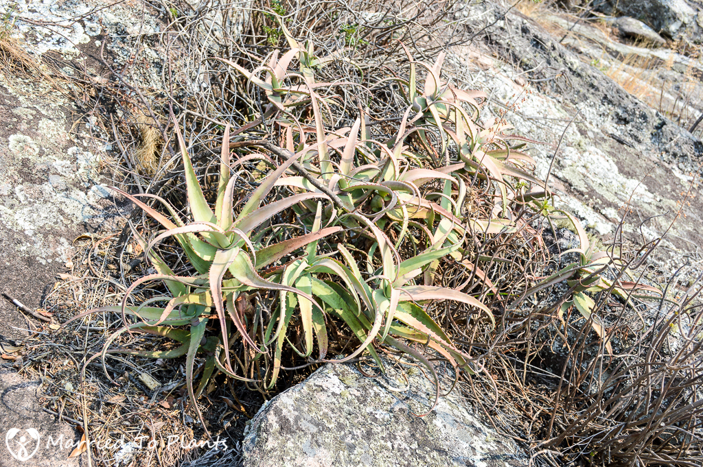 Aloe acutissima in Andringitra