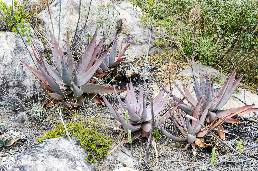 Aloe capitata in Andringitra