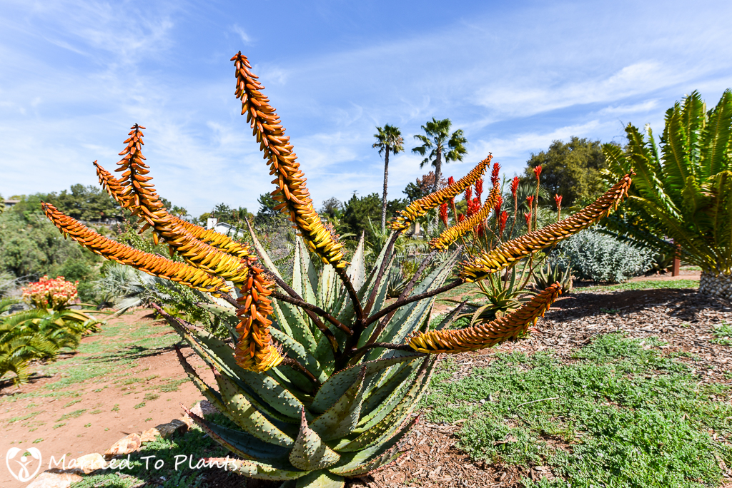 Aloe marlothii Flowers