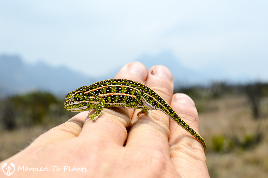 Jeweled Chameleon in Andringitra