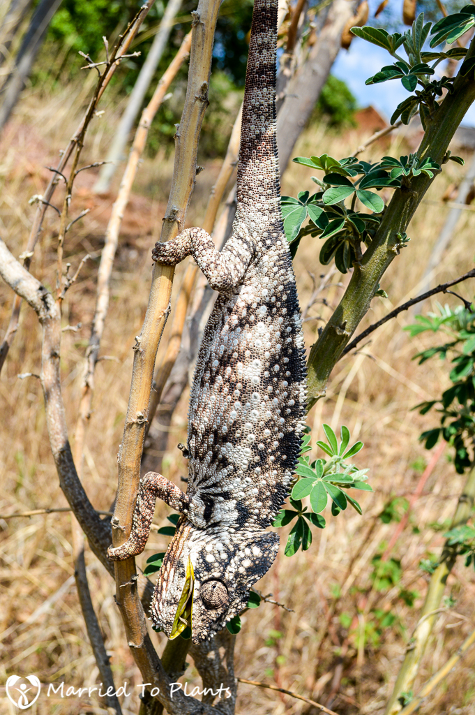 Oustalet's Chameleon (Furcifer oustaleti) in Andringitra
