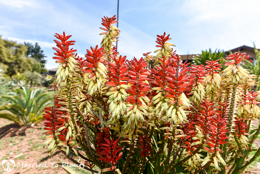 Unknown Aloe vaombe Hybrid