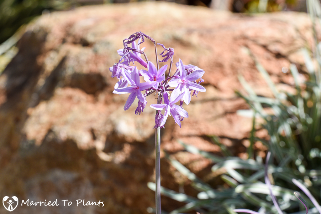 Society Garlic 'Purpleicious' Flower