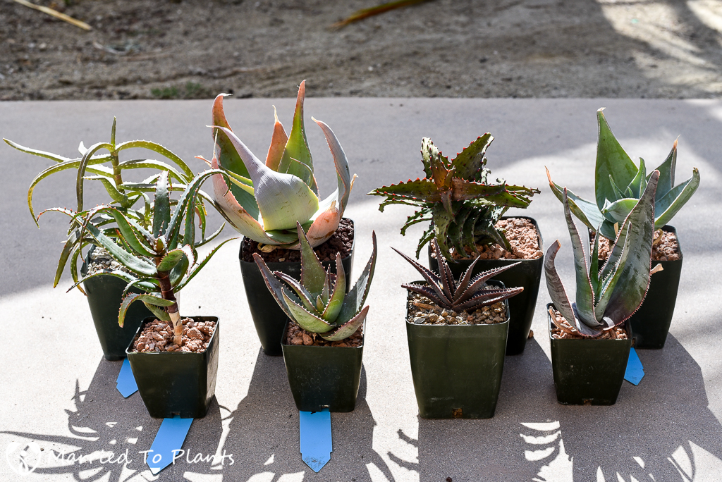 SC Spring Garden Show Purchase - Madagascar Aloes