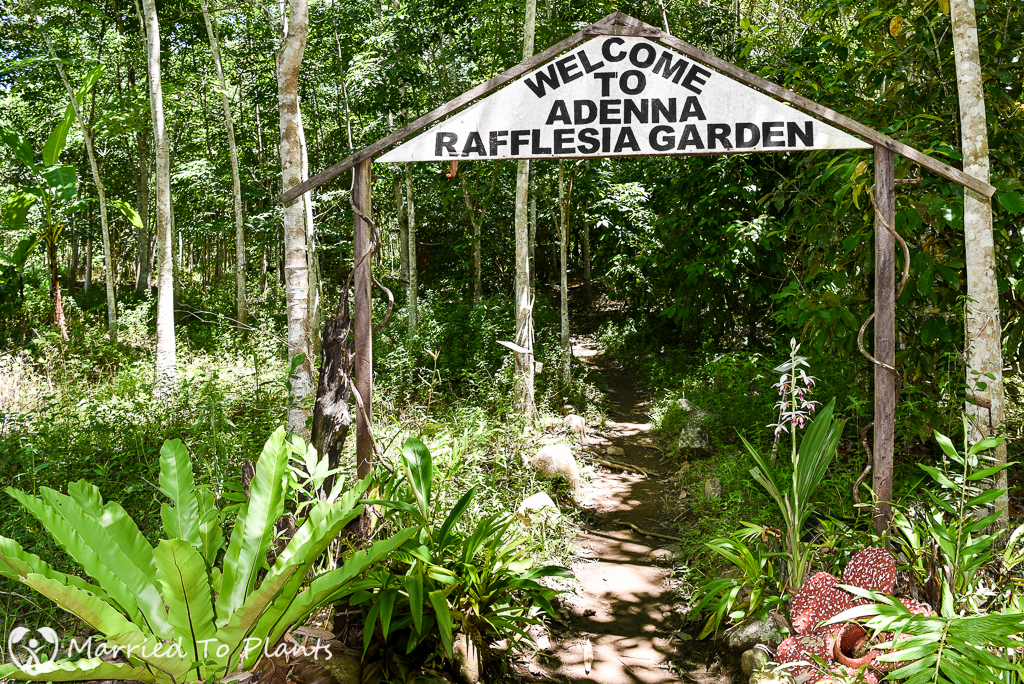Adenna Rafflesia Garden