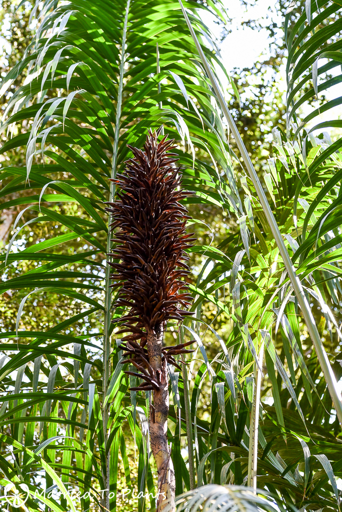 Bako National Park Eugeissona insignis Flower