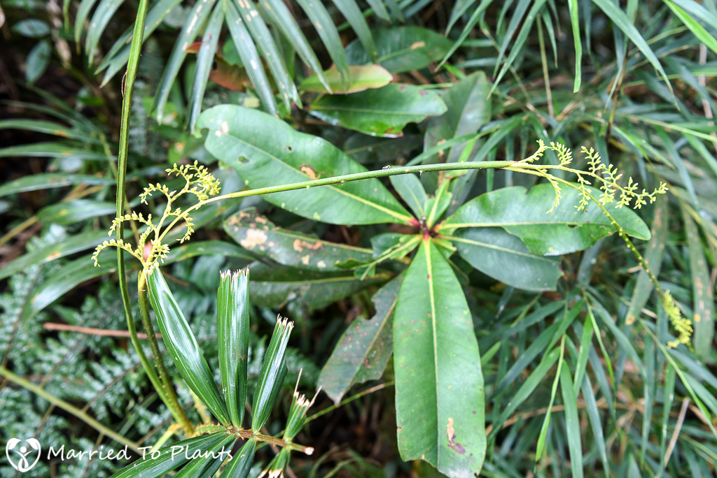 Mount Kinabalu Calamus gibbsianus Flower