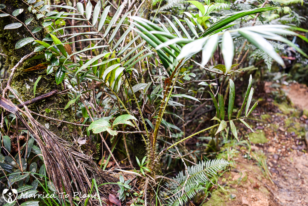 Mount Kinabalu Calamus gibbsianus