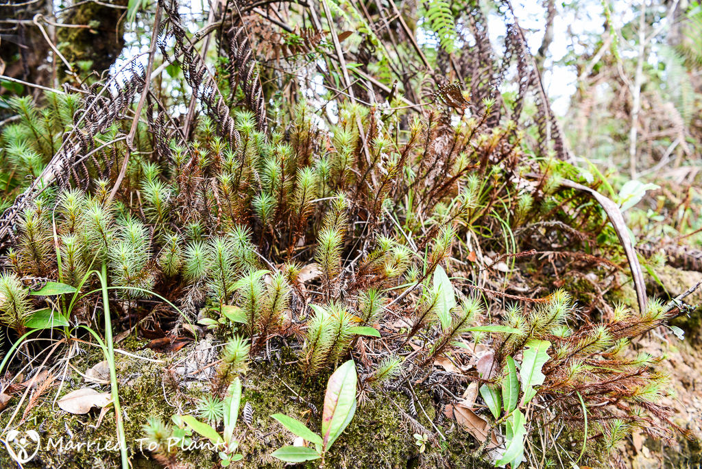 Mount Kinabalu Dawsonia longifolia