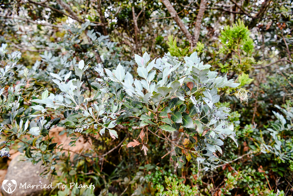 Mount Kinabalu Unknown Plant