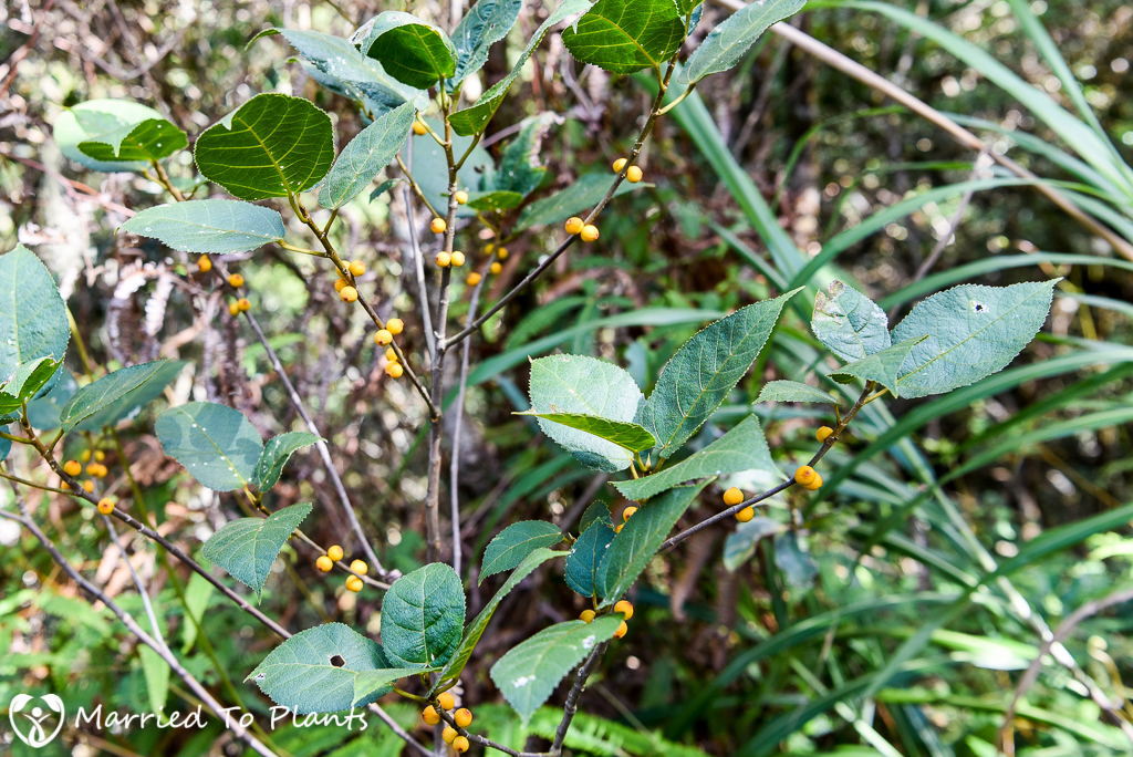 Mount Kinabalu Unknown Plant