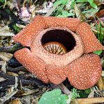 Rafflesia. In search of the largest flower in the world