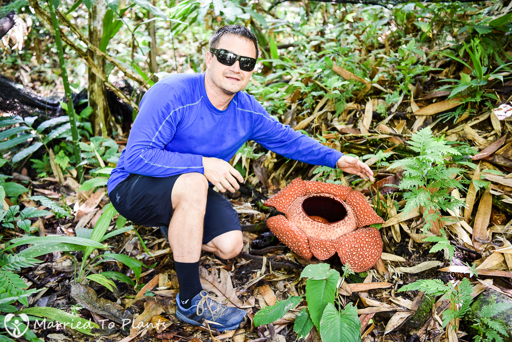Rafflesia keithii with Scale