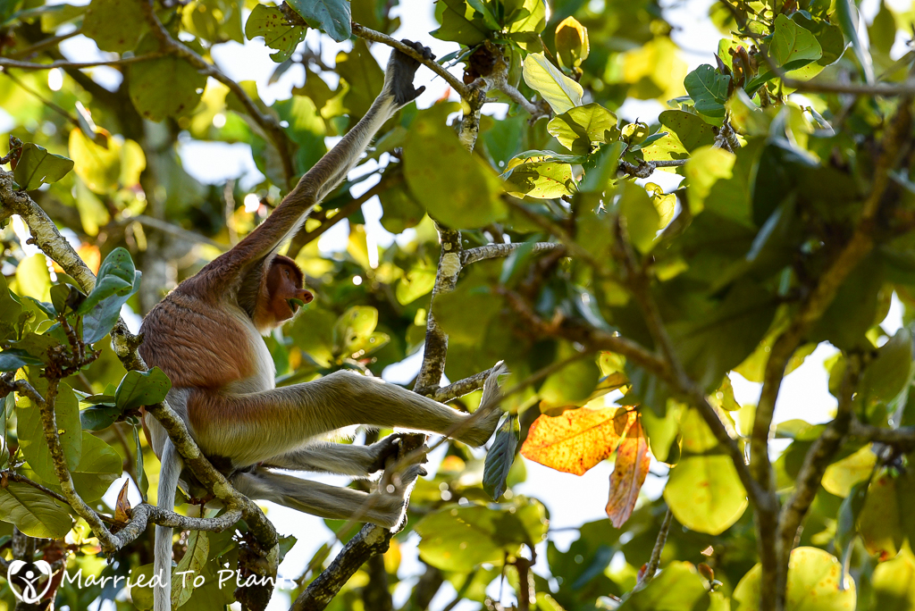 Bako National Park Proboscis Monkey (Nasalis larvatus)
