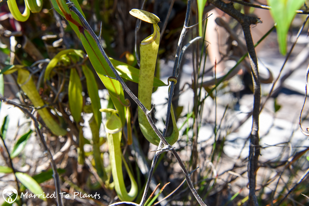 Bako National Park Nepenthes albomarginata