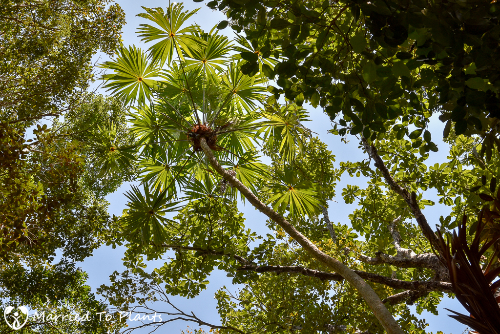 Bako National Park Pholidocarpus majadum