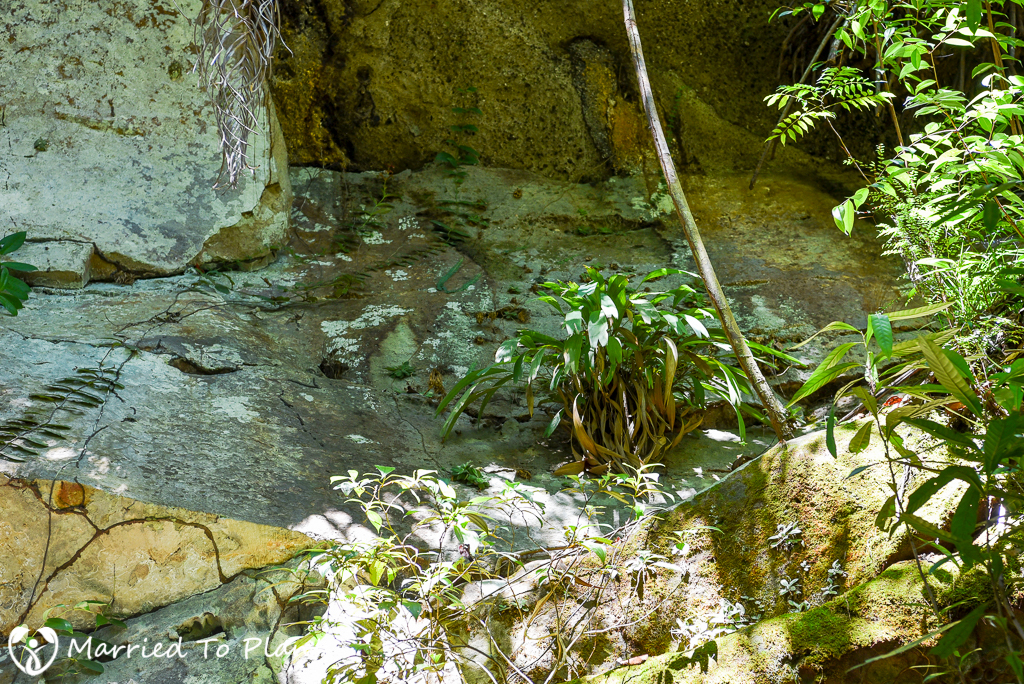 Bako National Park Pinanga rupestris