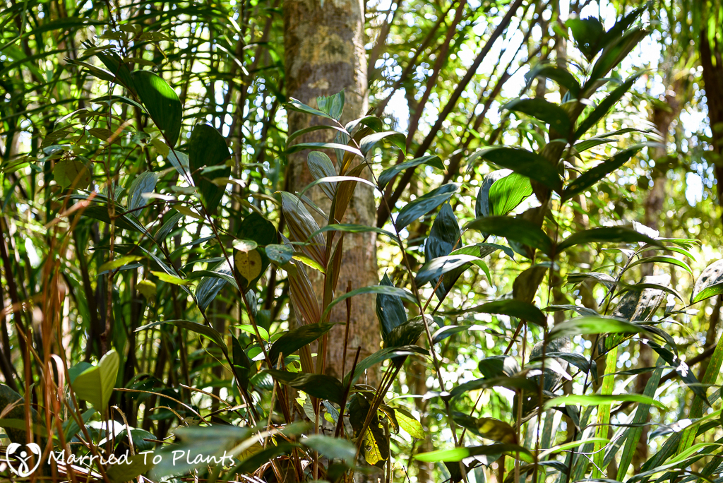 Bako National Park Pinanga salicifolia