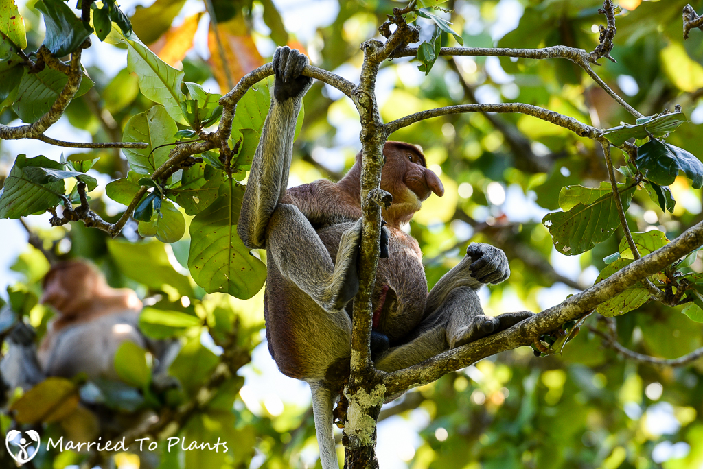 Bako National Park Proboscis Monkey (Nasalis larvatus)