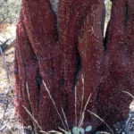 Big-berry Manzanita (Arctostaphylos glauca) of Kern River