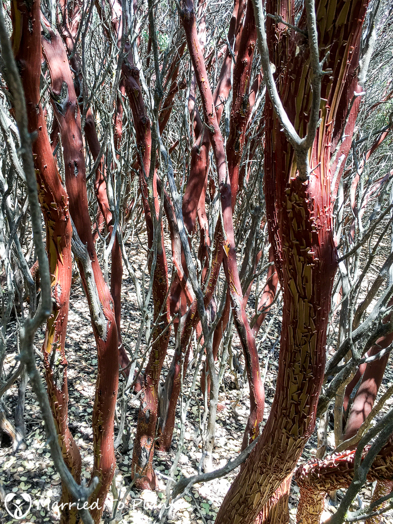 Arctostaphylos glauca Forest (Big-berry Manzanita)