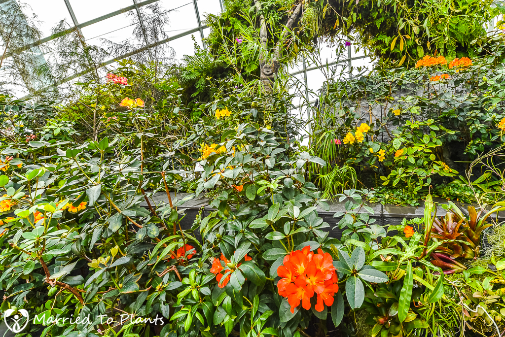 Gardens by the Bay Cloud Forest Tropical Rhododendron