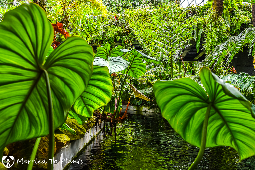 Gardens by the Bay Cloud Forest Waterway
