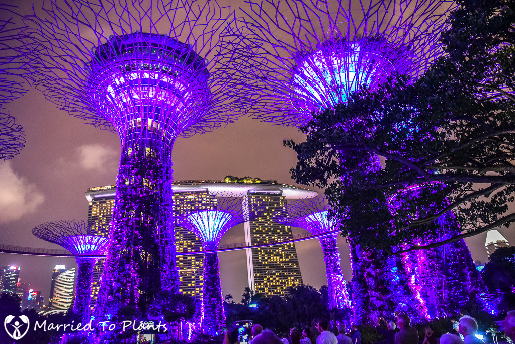 Gardens by the Bay Super Trees at Night