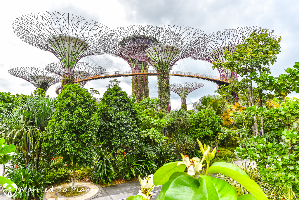 Gardens by the Bay Super Trees
