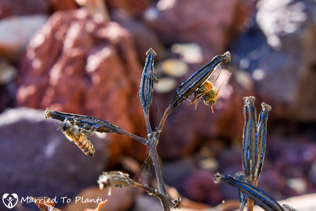 Pisonia umbellifera 'Variegata' with Bees