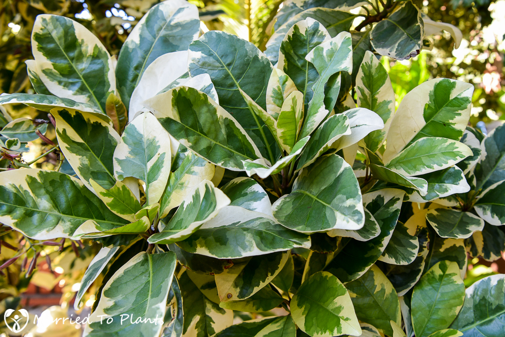 Pisonia umbellifera 'Variegata' Leaves