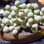 Inter-City Cactus and Succulent Show and Sale