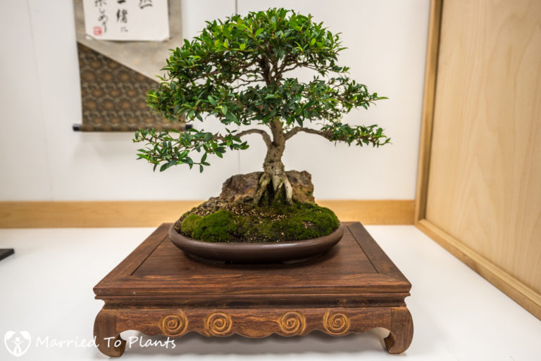 San Diego Bonsai Club 51st Annual Fall Show