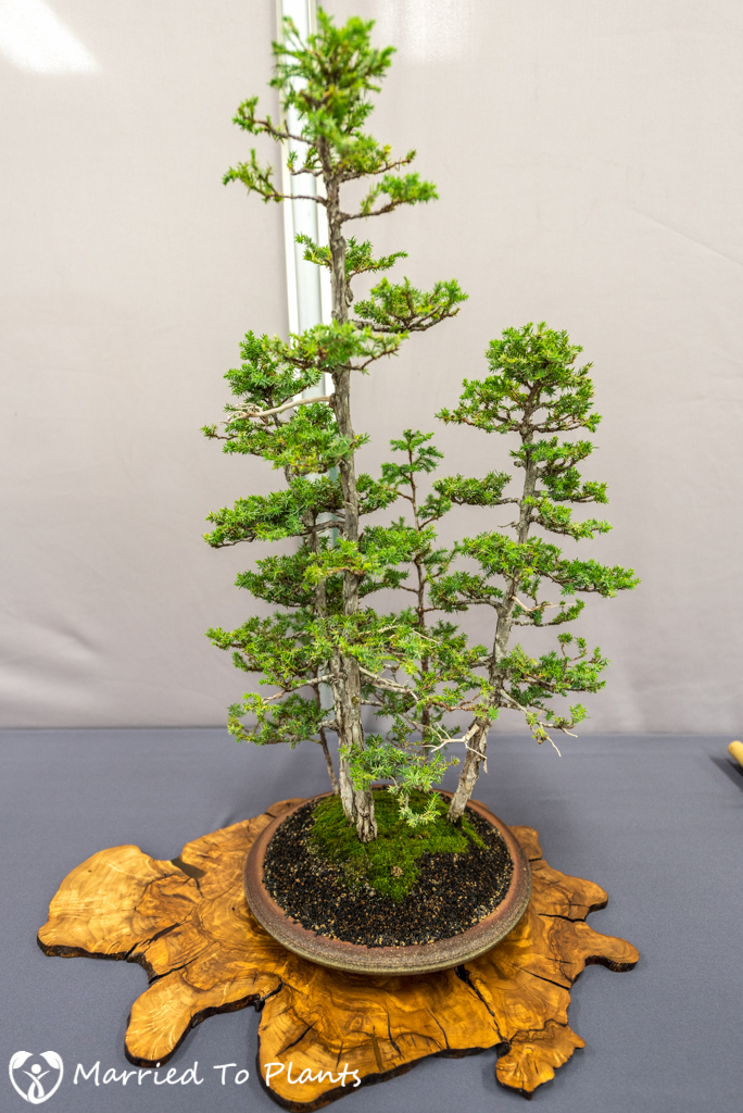 SDBC Exhibition Foemina Juniper (Juniperus chinensis 'Foemina')