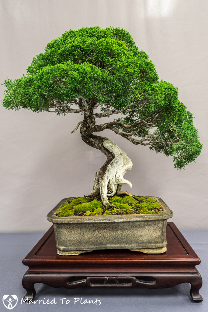 SDBC Exhibition Kishu Shimpaku (Juniperus chinensis var. sargentii