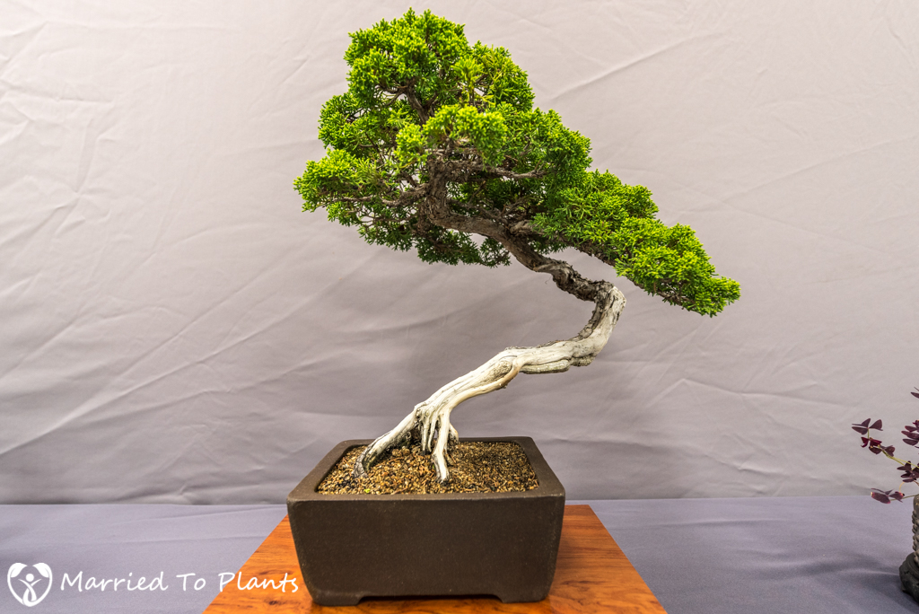 SDBC Exhibition Kishu Shimpaku (Juniperus chinensis var. sargentii)