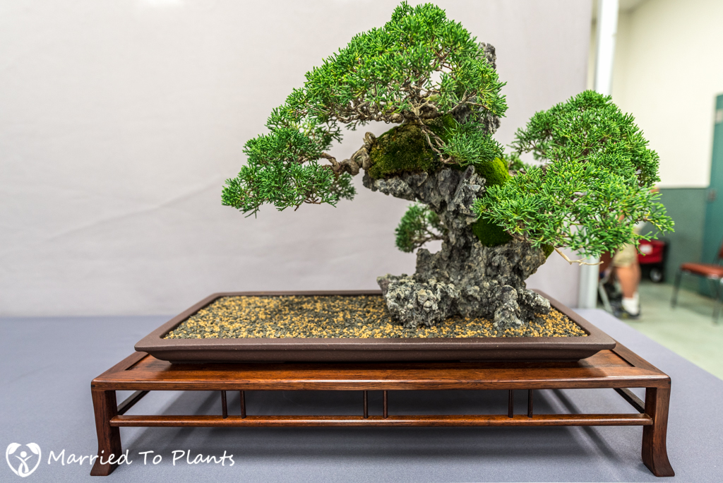 SDBC Exhibition Kishu Shimpaku (Juniperus chinensis var. sargentii