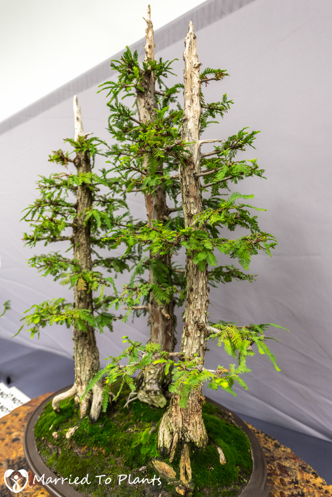 SDBC Exhibition Bald Cypress (Taxodium distichum)