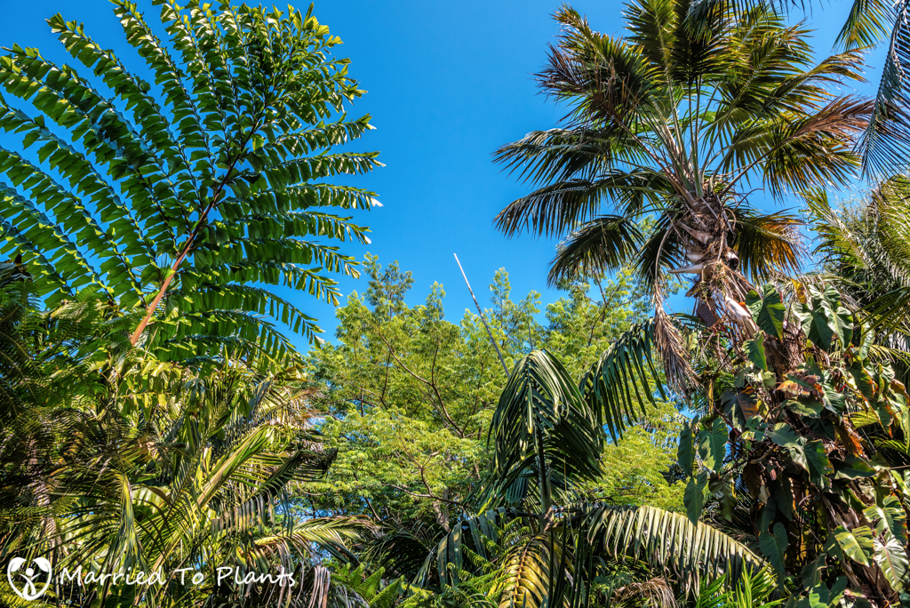 Cuesta Linda PSSC - Jungle Canopy