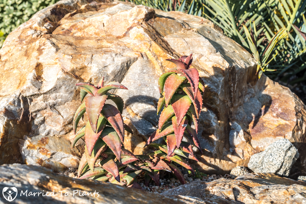 Aloe pearsonii Sneak-in Post