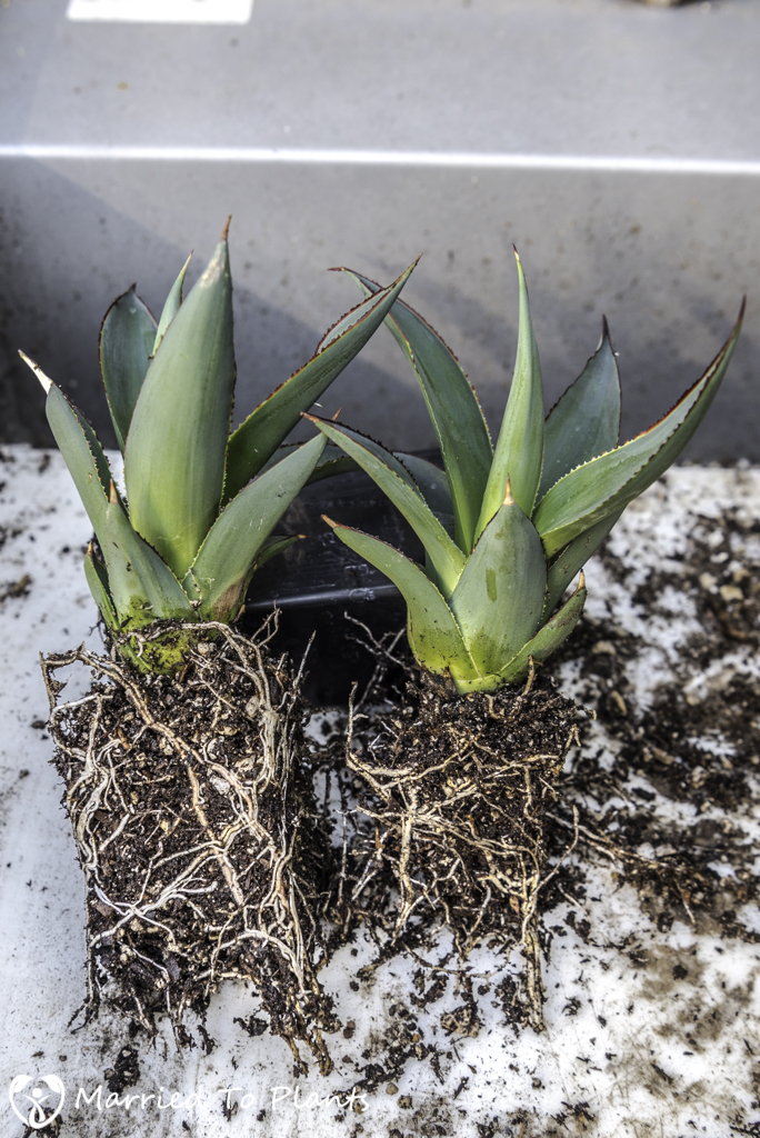 Agave 'Blue Glow' Propagation Roots