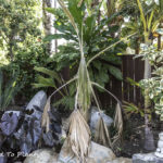 Maintaining a palm garden is not for the faint of heart