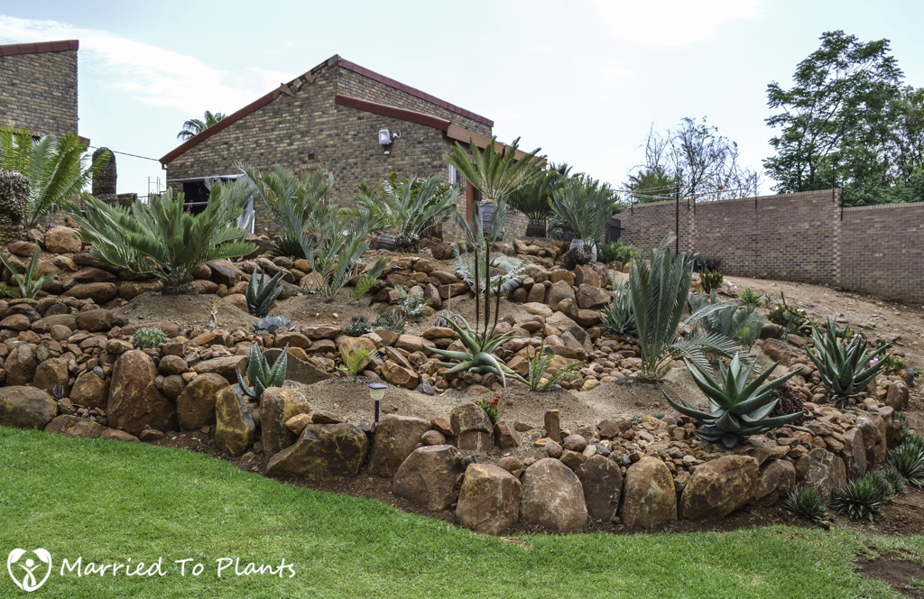 Johannesburg Cycad Encephalartos Garden