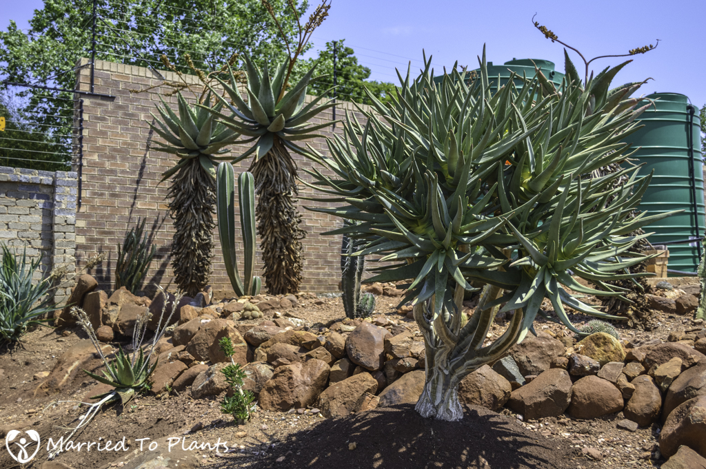 Johannesburg Cycad Garden Aloe dichotoma