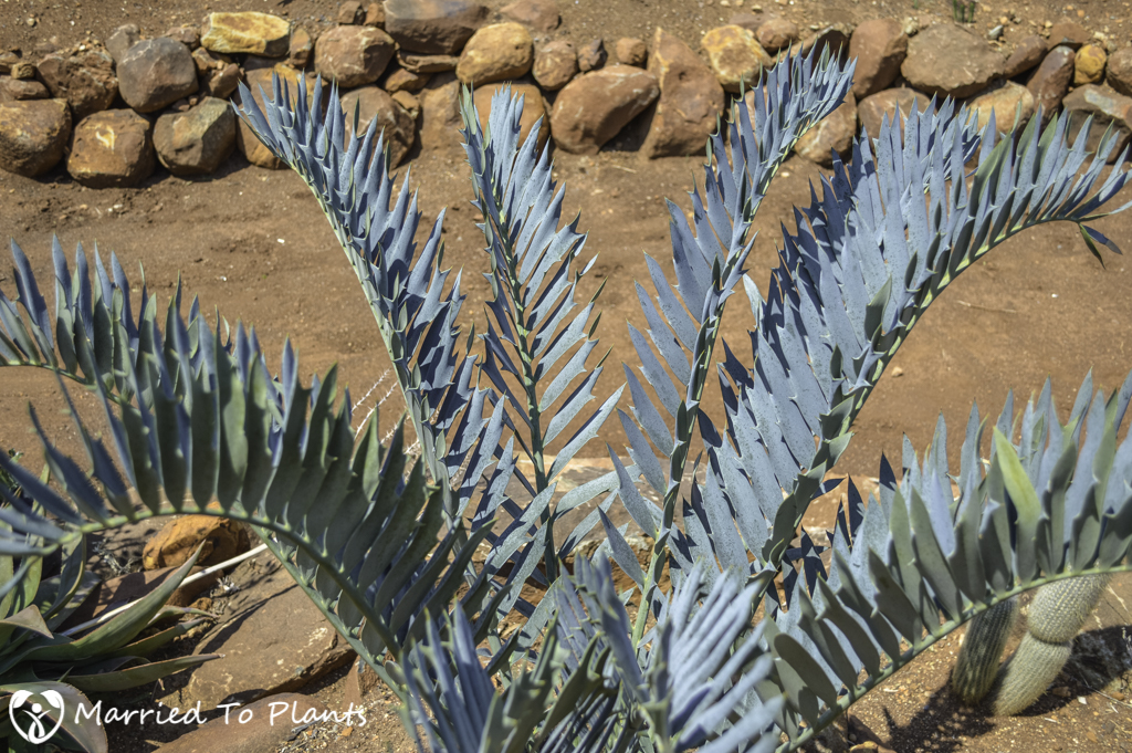 Johannesburg Cycad Garden Encephalartos arenarius 'True Blue For