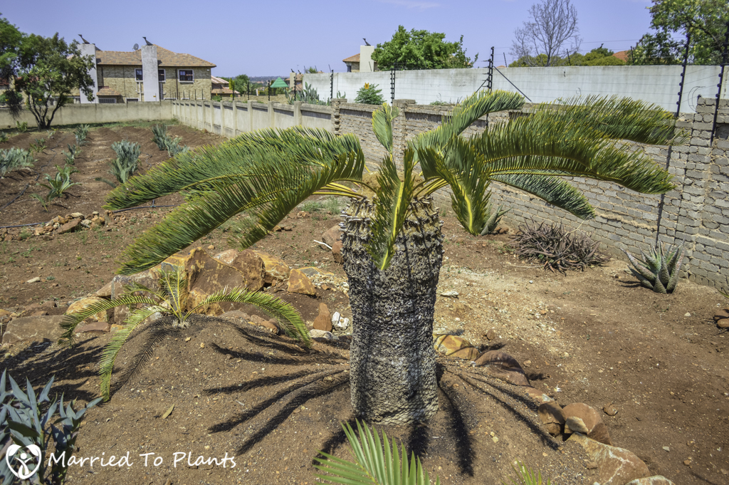 Johannesburg Cycad Garden Encephalartos friderici-guilielmi